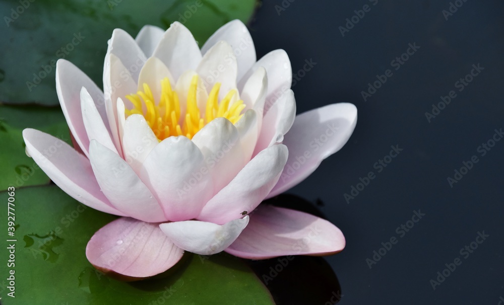 Close up of a beautiful water lily blossom in a pond