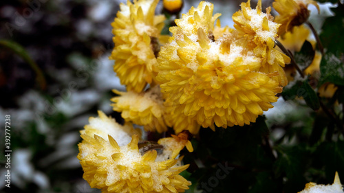 flowers in the forest