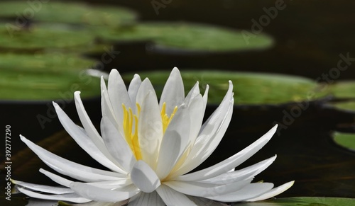 Close up of a beautiful water lily blossom in a pond