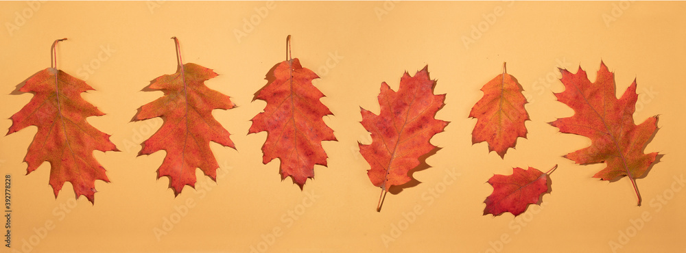Fototapeta premium Pattern old dry red autumn oak leaves on a yellow background.