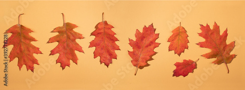 Pattern old dry red autumn oak leaves on a yellow background.