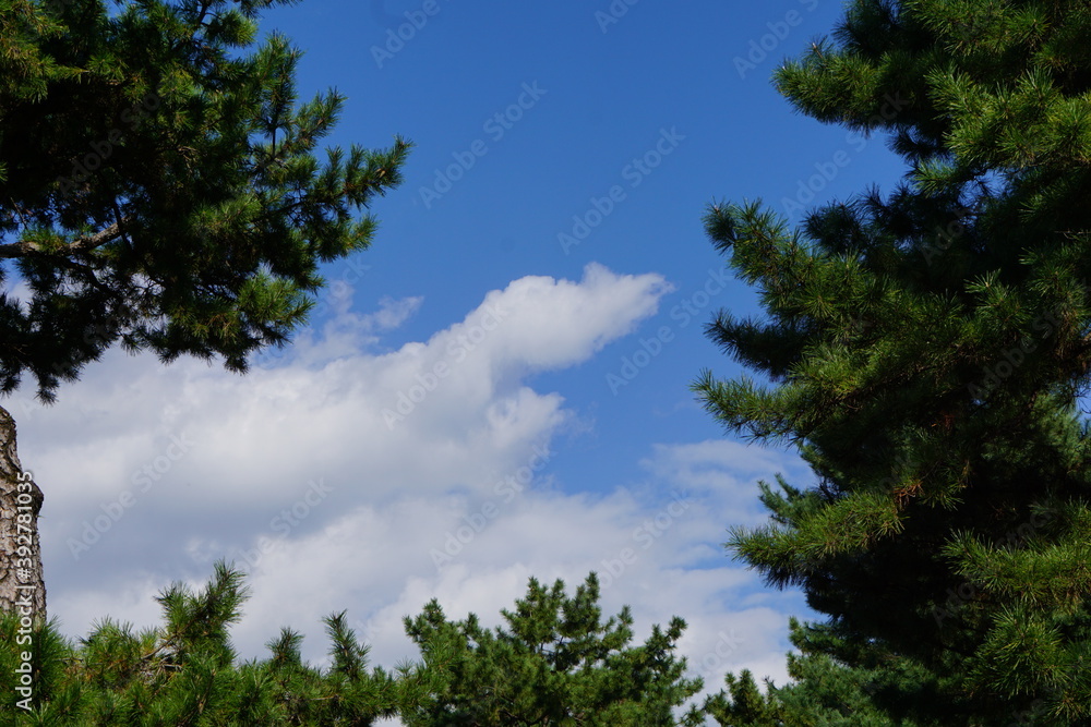 青い空と緑の自然 青い空と緑の自然