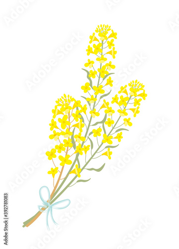 菜の花　イラスト
