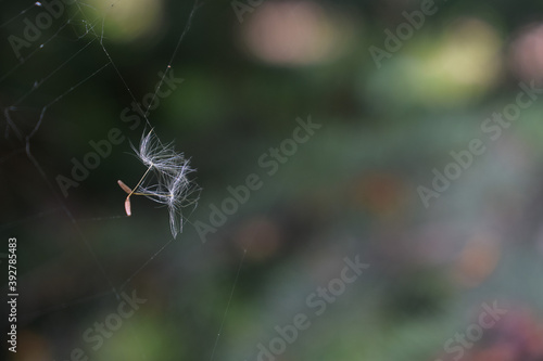 Two parachutes from a dandelion hang in a spider web