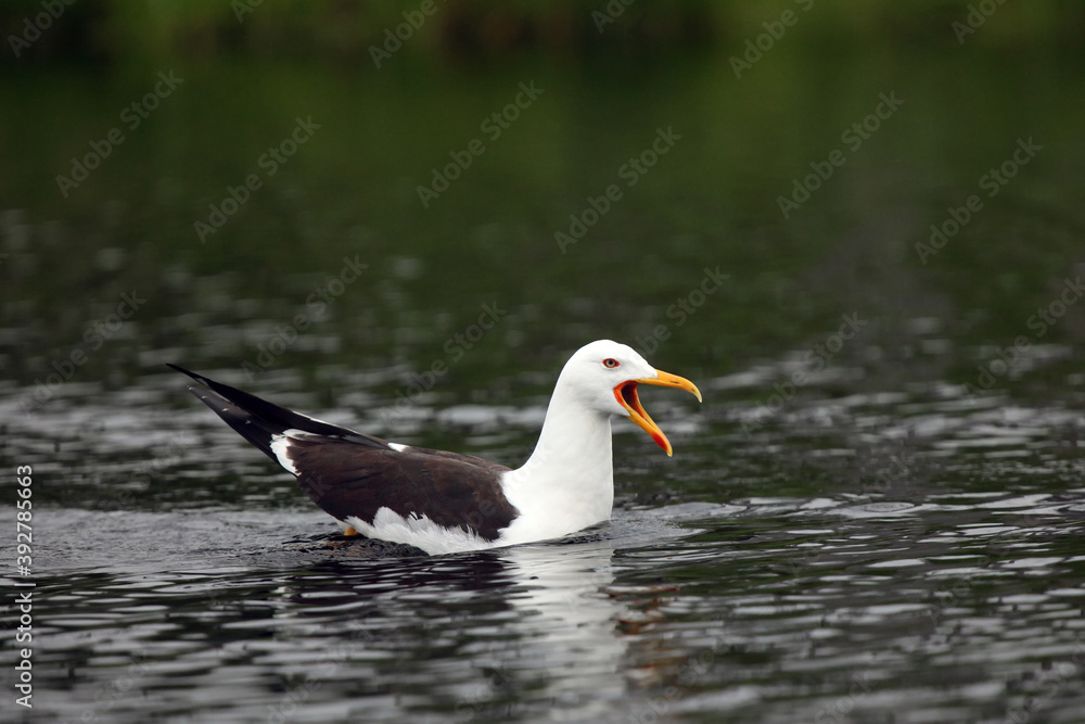 The lesser black-backed gull (Larus fuscus) on the surface of the pond The lesser black-backed gull (Larus fuscus) on the surface of the pond