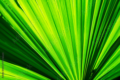 Palm tree green leaf texture with shadows  tropical leaf  nature background  close up