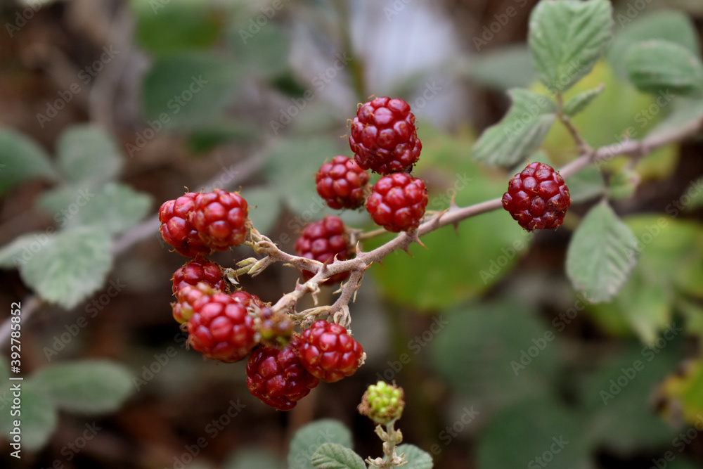 Natural raspberry for any of your art projects. Natural raspberry for any of your art projects.