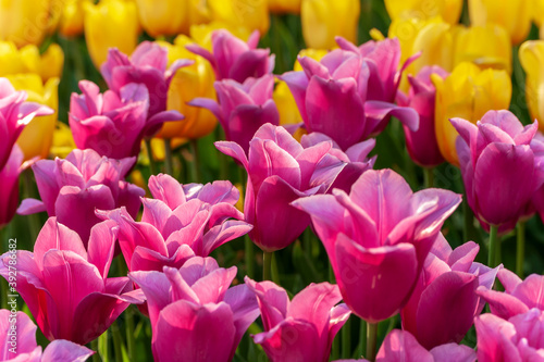 Tulip season. Harvest Mix tulips flowers.