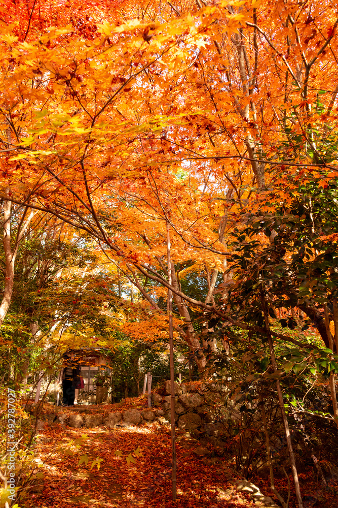 Obraz premium Autumn colors at the Japanese garden of Hoko-ji temple in Sanda city, Hyogo, Japan