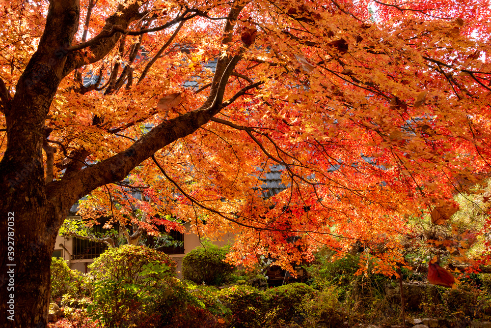 Autumn colors at the Japanese garden of Hoko-ji temple in Sanda city, Hyogo, Japan Autumn colors at the Japanese garden of Hoko-ji temple in Sanda city, Hyogo, Japan