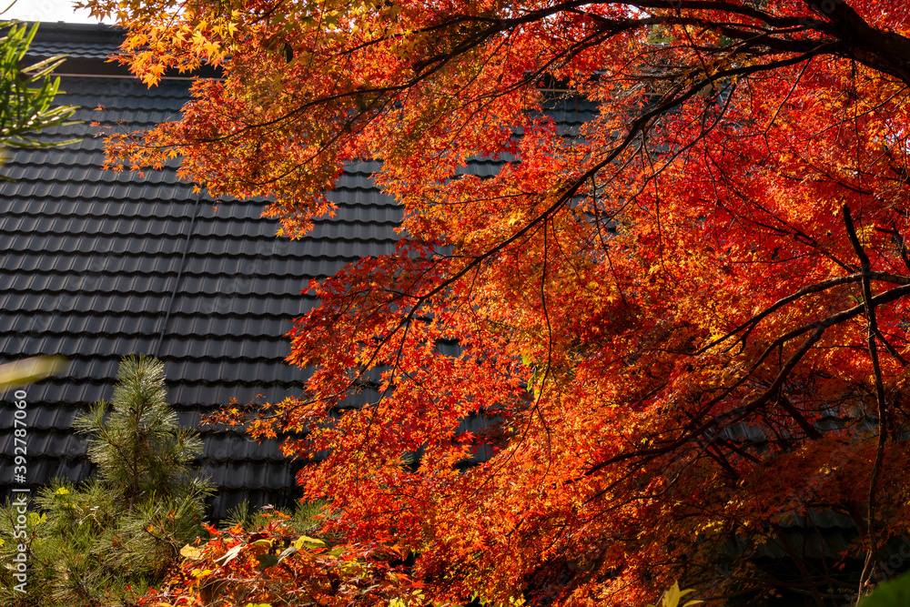 Autumn colors at the Japanese garden of Hoko-ji temple in Sanda city, Hyogo, Japan