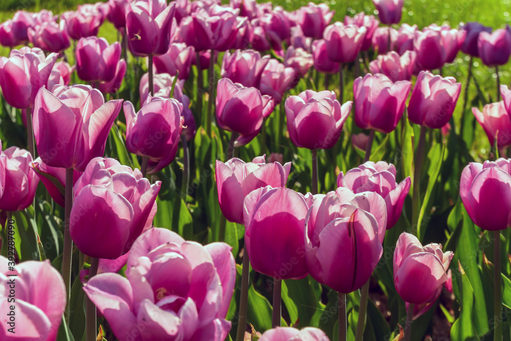 Growing perfect scarlet red tulips. Beautiful tulip fields. Growing perfect scarlet red tulips. Beautiful tulip fields.