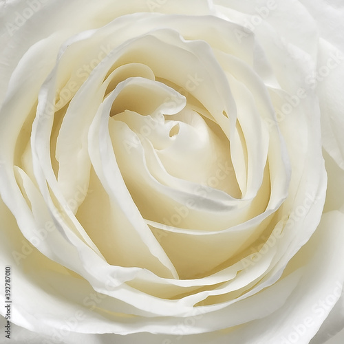 White rose petals background for wedding or Valentine day. Top down view.