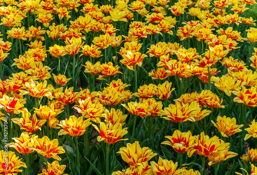 Assorted Colors of Tulip Bulbs © Emoji Smileys People