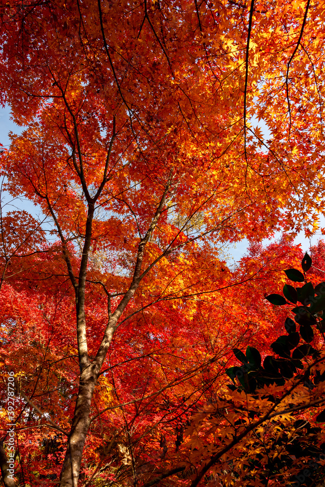 Autumn colors at the Japanese garden of Hoko-ji temple in Sanda city, Hyogo, Japan Autumn colors at the Japanese garden of Hoko-ji temple in Sanda city, Hyogo, Japan