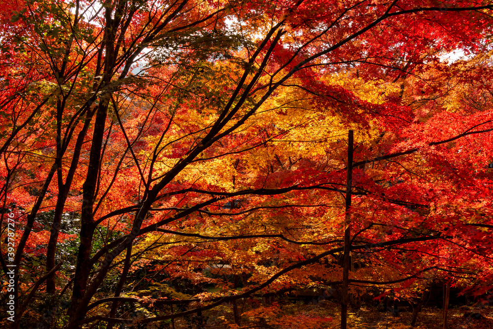 Autumn colors at the Japanese garden of Hoko-ji temple in Sanda city, Hyogo, Japan Autumn colors at the Japanese garden of Hoko-ji temple in Sanda city, Hyogo, Japan