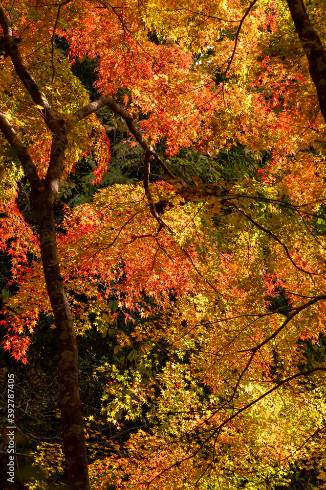 Autumn colors at the Japanese garden of Hoko-ji temple in Sanda city, Hyogo, Japan Autumn colors at the Japanese garden of Hoko-ji temple in Sanda city, Hyogo, Japan