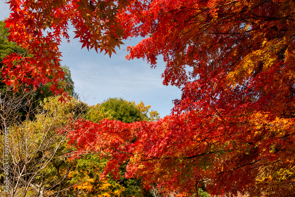 Autumn colors at the Japanese garden of Hoko-ji temple in Sanda city, Hyogo, Japan Autumn colors at the Japanese garden of Hoko-ji temple in Sanda city, Hyogo, Japan