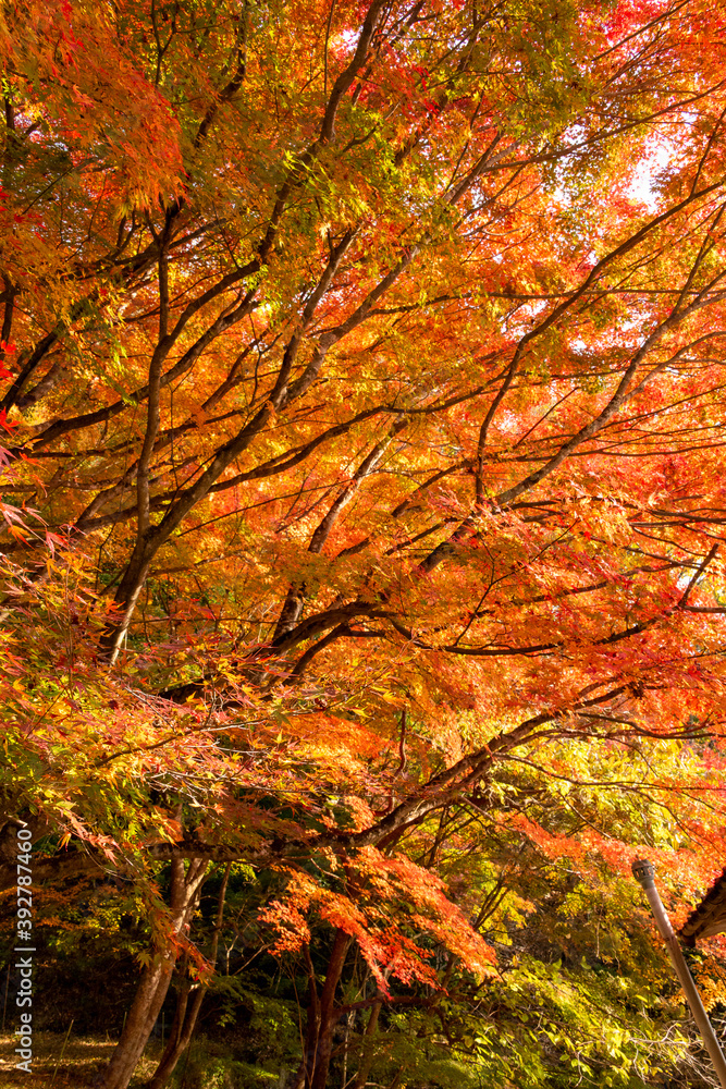 Autumn colors at the Japanese garden of Hoko-ji temple in Sanda city, Hyogo, Japan Autumn colors at the Japanese garden of Hoko-ji temple in Sanda city, Hyogo, Japan
