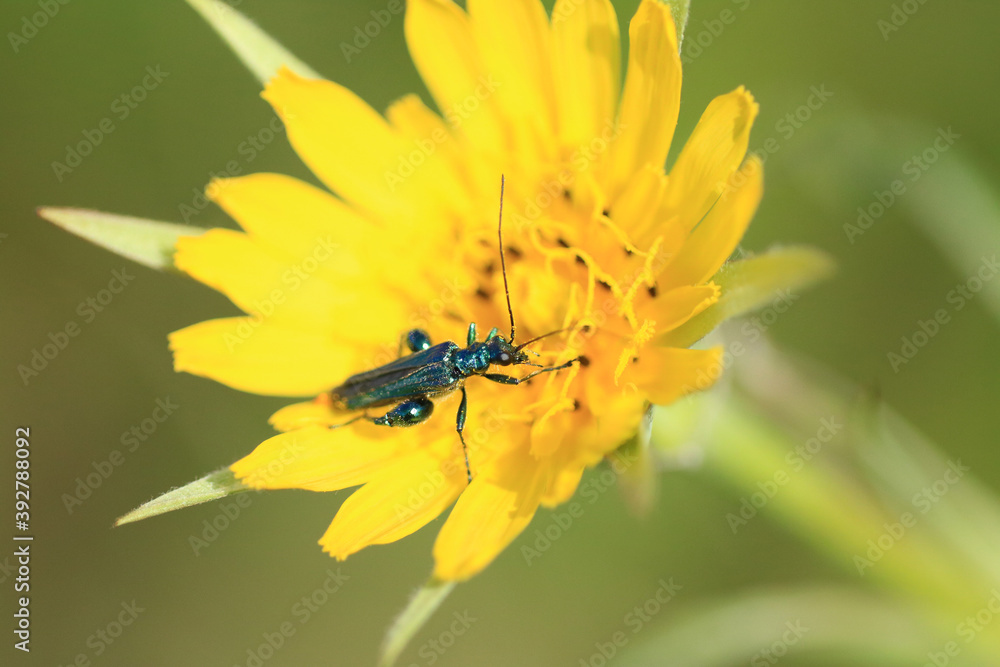 Macro shot of a Oedemera nobilis a species of beetle sitting on a plant Macro shot of a Oedemera nobilis a species of beetle sitting on a plant
