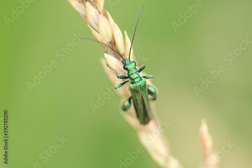 Macro shot of a Oedemera nobilis a species of beetle sitting on a plant