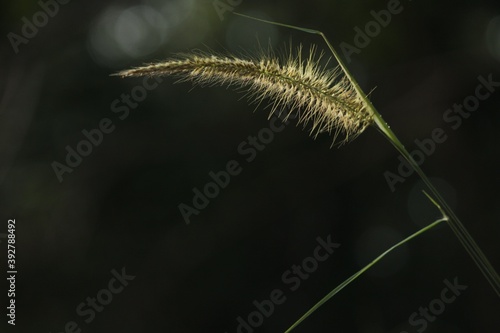 close up of a dandelion 1
