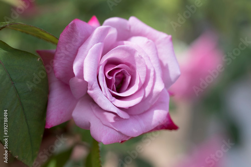 Portrait blooming pink and purple roses. 