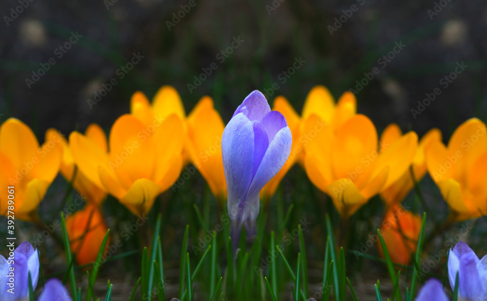 Crocus (plural: crocuses or croci) is a genus of flowering plants in the iris family. Flowers close-up on a blurred natural background. The first spring flower in the home garden Crocus (plural: crocuses or croci) is a genus of flowering plants in the iris family. Flowers close-up on a blurred natural background. The first spring flower in the home garden