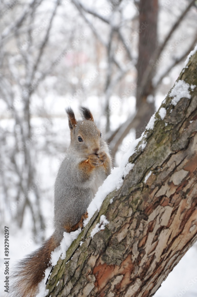 Grey fluffy squirrel with red paws winter time on a tree Grey fluffy squirrel with red paws winter time on a tree
