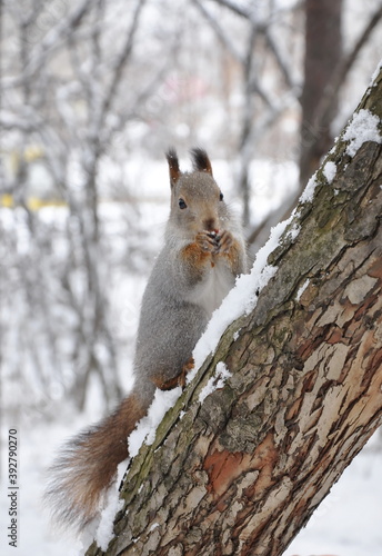 Squirrel in early winter on a tree © NADEZHDA