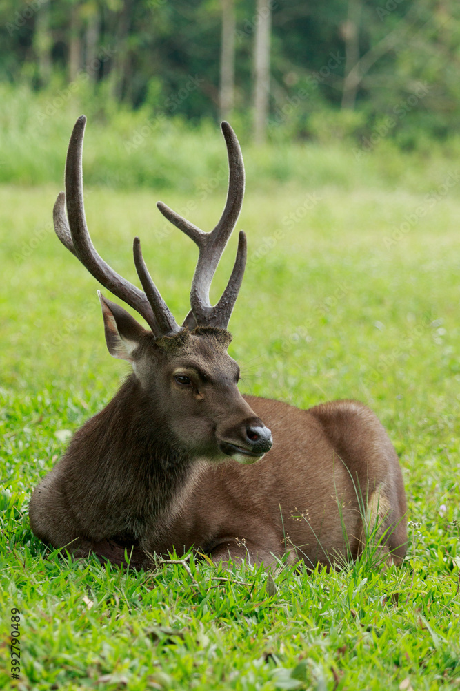 beautiful sambar deer horn in khaoyai national park thailand beautiful sambar deer horn in khaoyai national park thailand