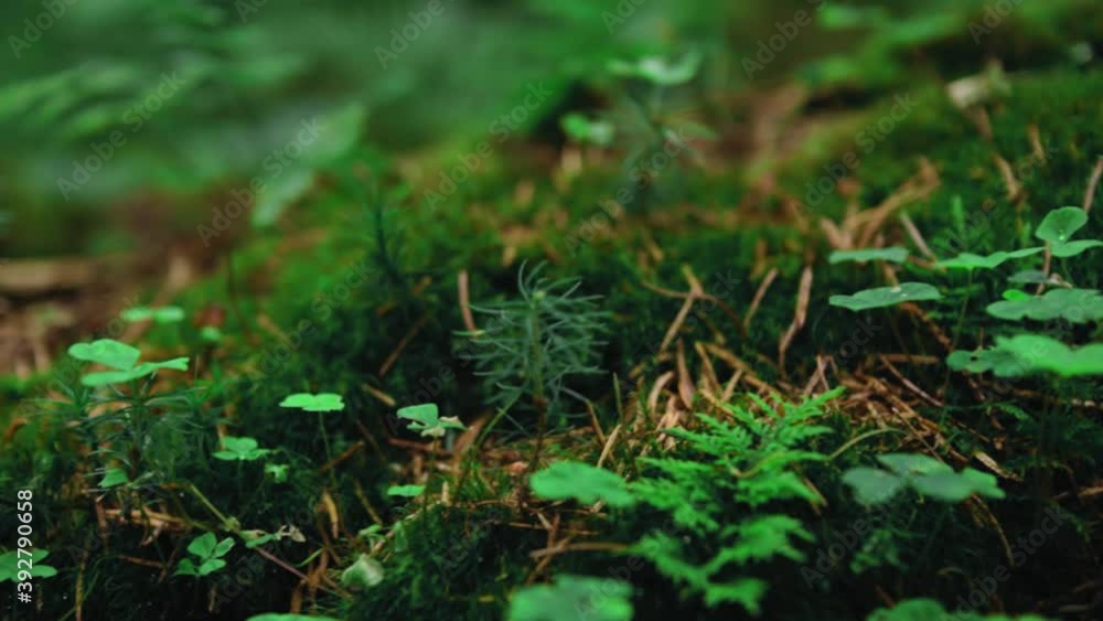 A track left camera movement close-up macro shot of the forest floor with small green plants, clover, ferns and moss A track left camera movement close-up macro shot of the forest floor with small green plants, clover, ferns and moss