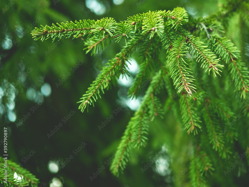 Beautiful evergreen fir tree branches close up as a christmas background with a shallow focus. Beautiful evergreen fir tree branches close up as a christmas background with a shallow focus.