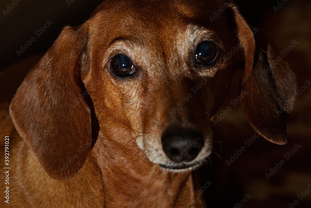Portrait of an elderly red-haired dachshund. Portrait of an elderly red-haired dachshund.