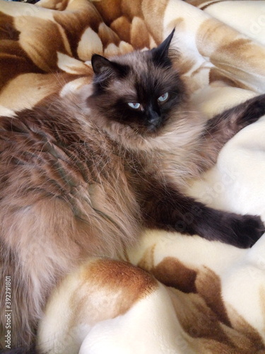 cat on the bed