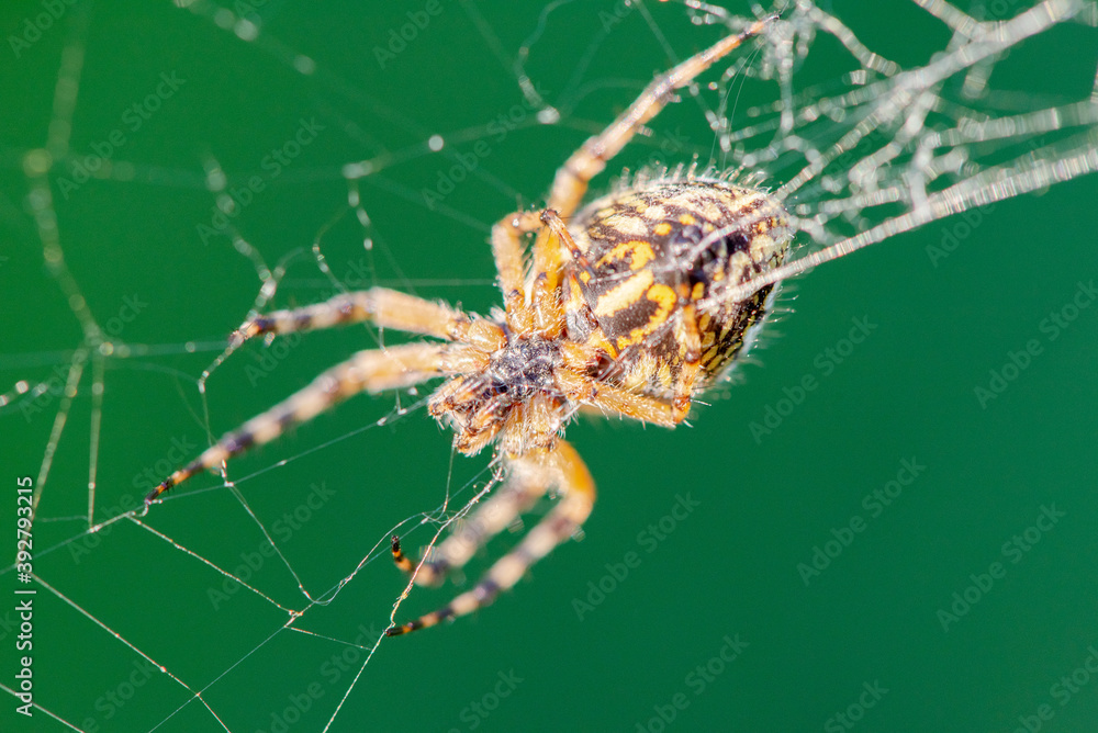 Large spider araneus diadematus close-up crawling on a web against a background of grass in summer Large spider araneus diadematus close-up crawling on a web against a background of grass in summer