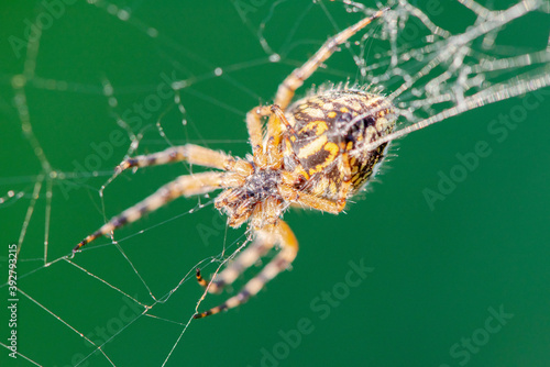 Large spider araneus diadematus close-up crawling on a web against a background of grass in summer