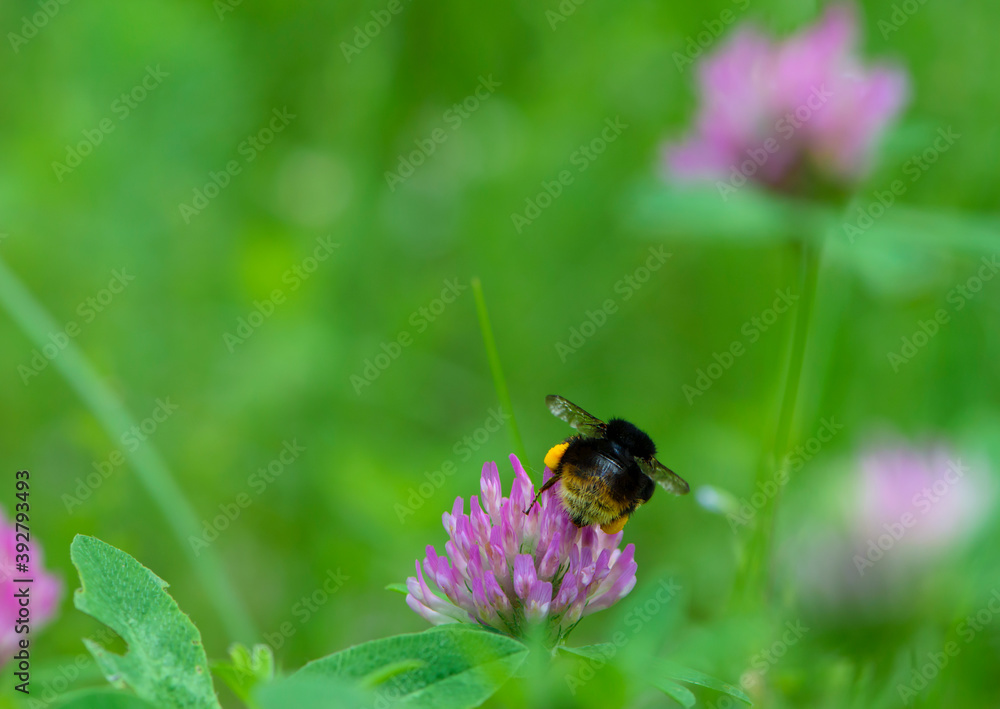 bumblebee sitting on red clover flower back view
bumblebee sitting on red clover flower back view