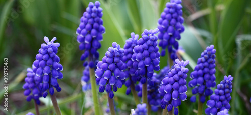 Muscari plentifully blossom original inflorescences with small blue flowers.