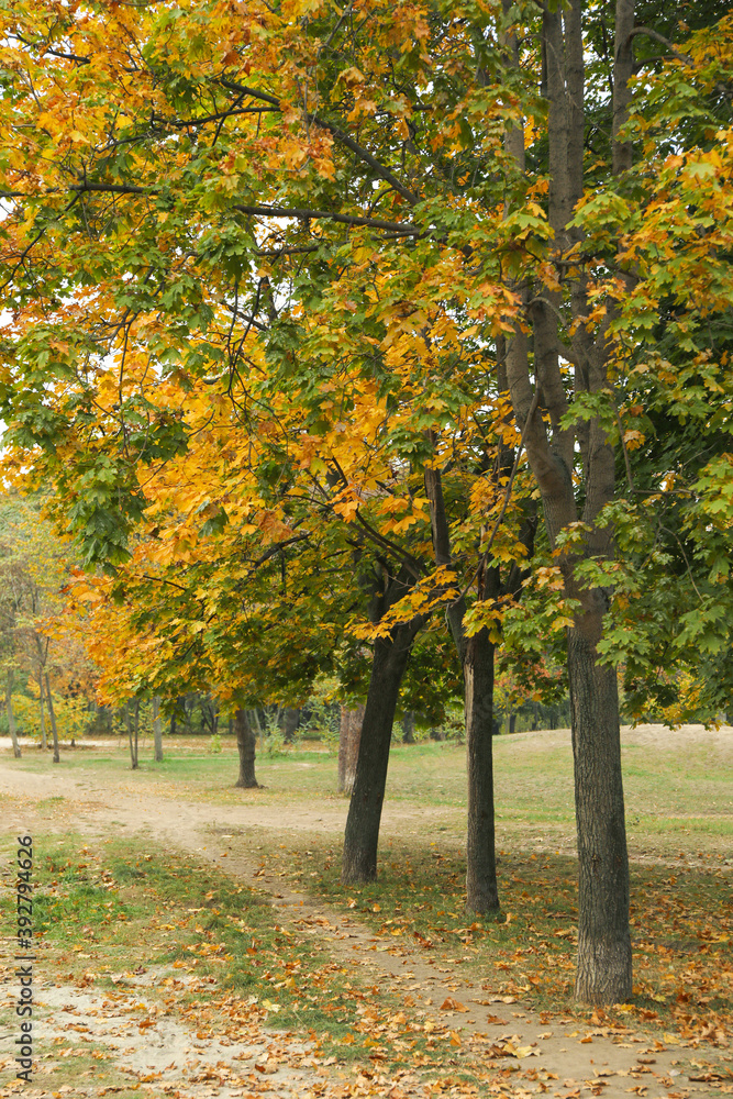 Beautiful autumn park with trees with yellow leaves