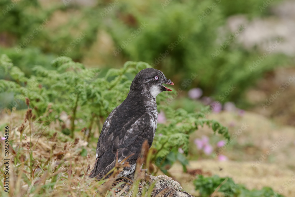 Least Auklet (Aethia pusilla) at colony in St. George Island, Pribilof Islands, Alaska, USA Least Auklet (Aethia pusilla) at colony in St. George Island, Pribilof Islands, Alaska, USA