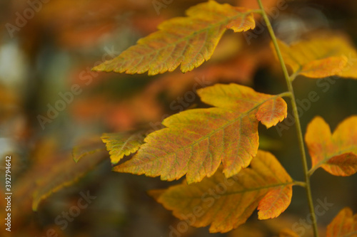 Branch of yellow autumn leaves on selective focus background