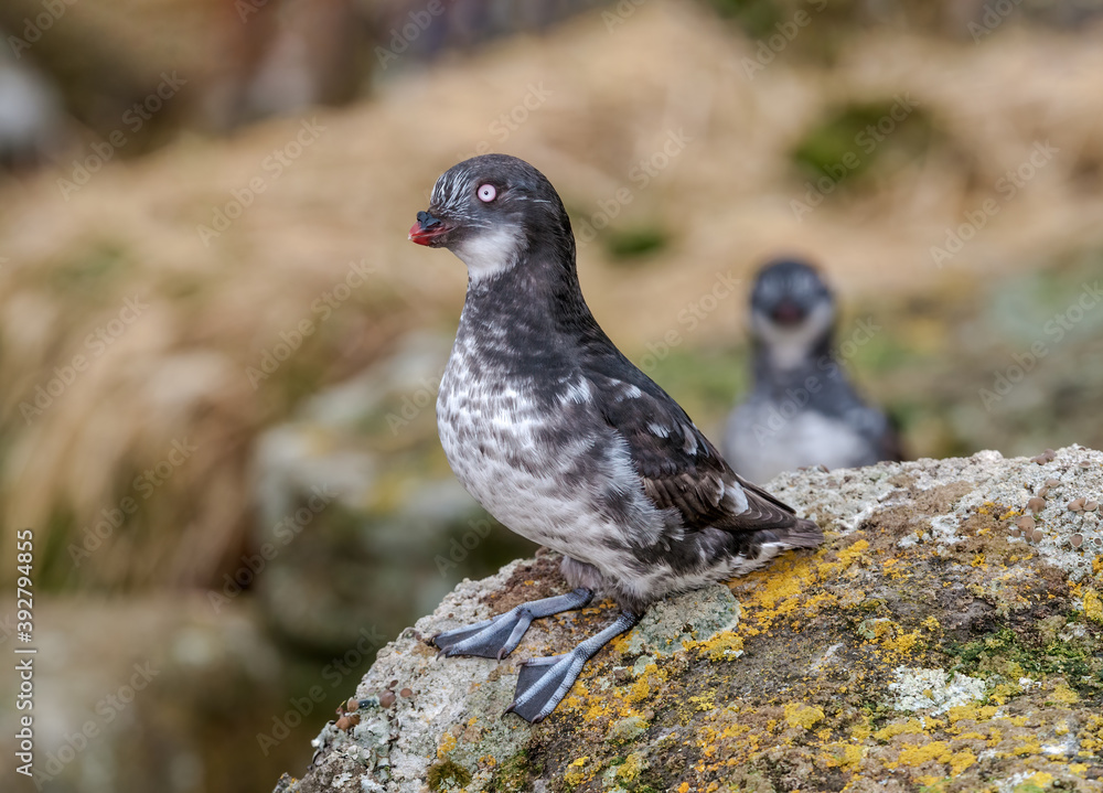 Least Auklets (Aethia pusilla) at colony in St. George Island, Pribilof Islands, Alaska, USA Least Auklets (Aethia pusilla) at colony in St. George Island, Pribilof Islands, Alaska, USA