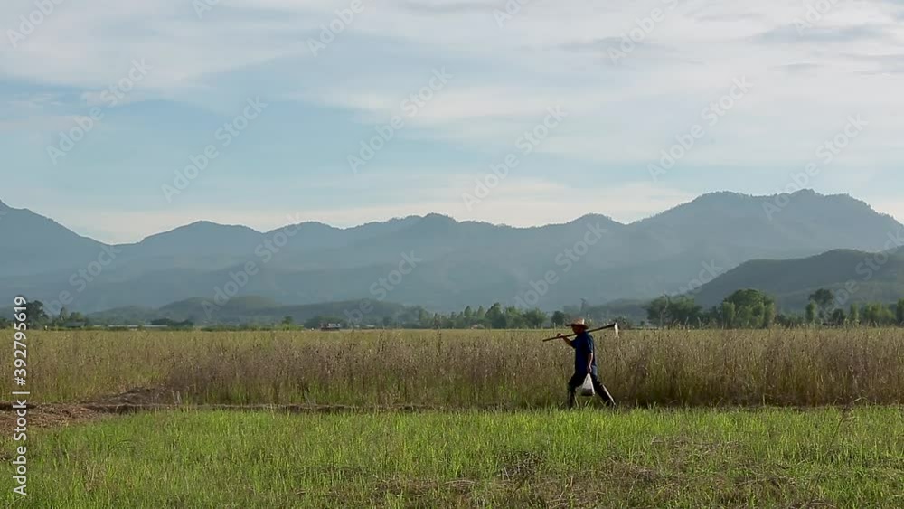 Asian Farmer Wearing Hat Walking into The Field Asian Farmer Wearing Hat Walking into The Field