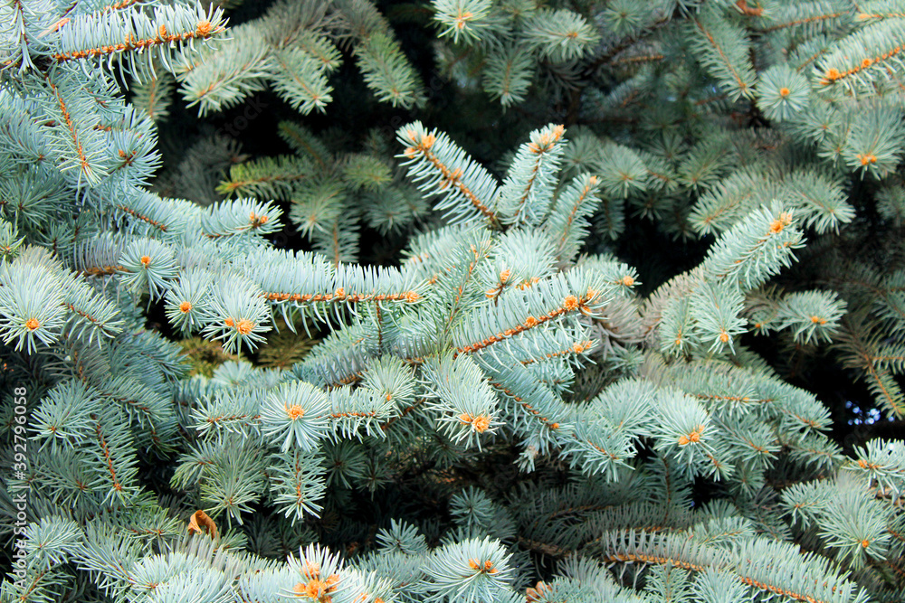 Spruce tree branches close up view