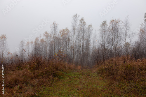  Autumn foggy mystical forest, fantasy autumn forest landscape. Late autumn birch forest in thick fog. 