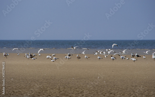 Beach section in Sankt Peter Ording with many gulls and the North Sea in the background