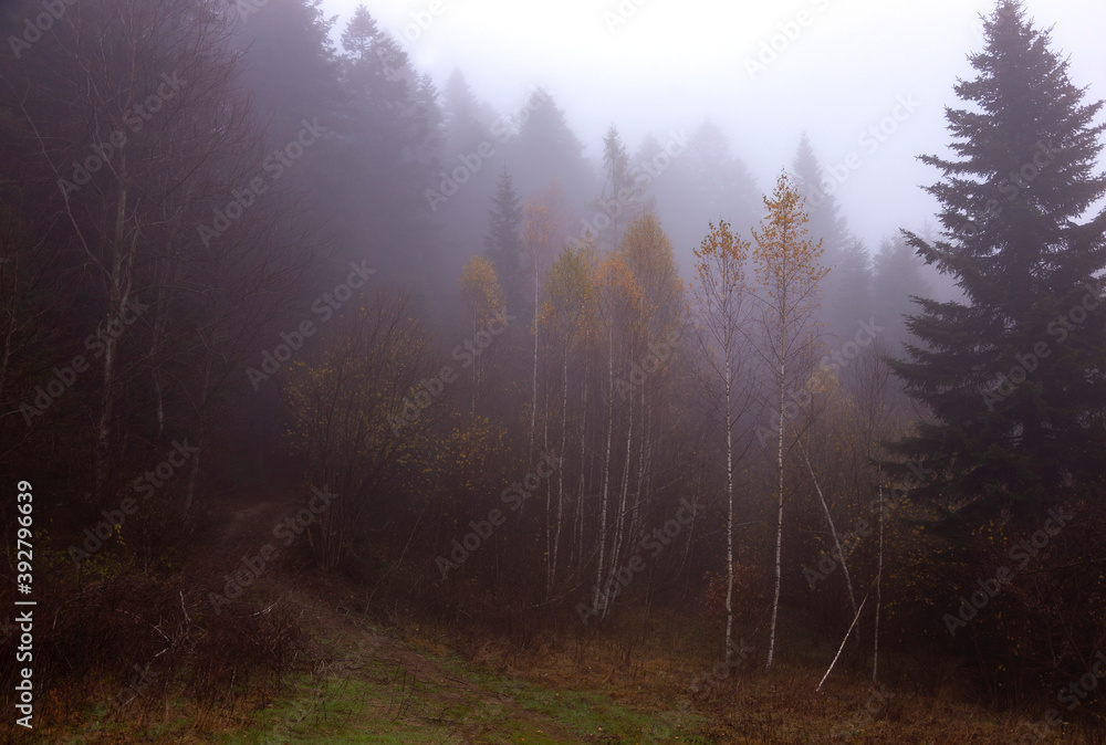 
Autumn foggy mystical forest, fantasy autumn forest landscape. Late autumn birch forest in thick fog.
