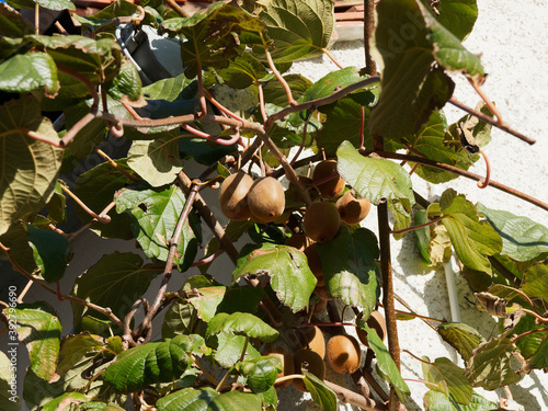 (Actinidia deliciosa) Actinide de Chine, arbuste grimpant aux fruits les kiwis pendants sous des lianes et branches, forme ovale, marron, poils courts photo