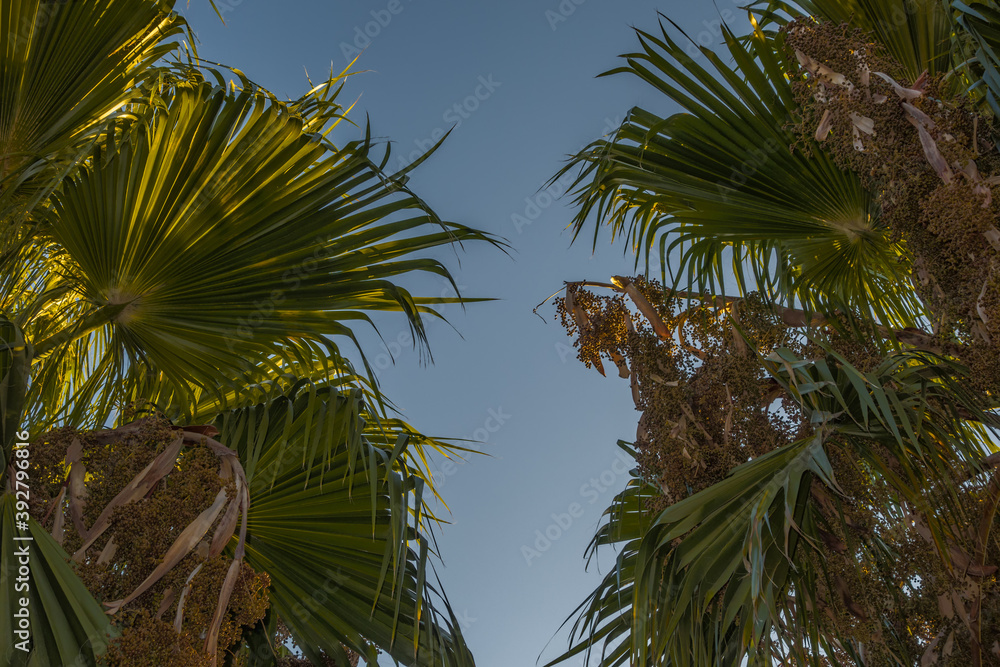 Fototapeta premium palm tree detail